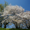 京都・背割堤の桜並木