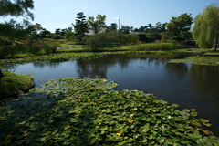 バラ庭園のハス池