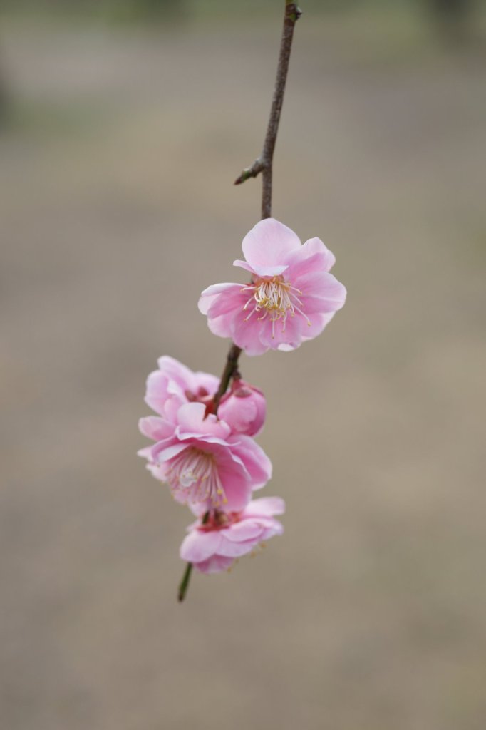 春風に揺れて