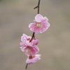 春風に揺れて