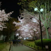 桜まつりの夜