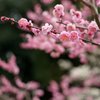 千里丘陵に春近し