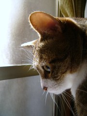 午後の横顔