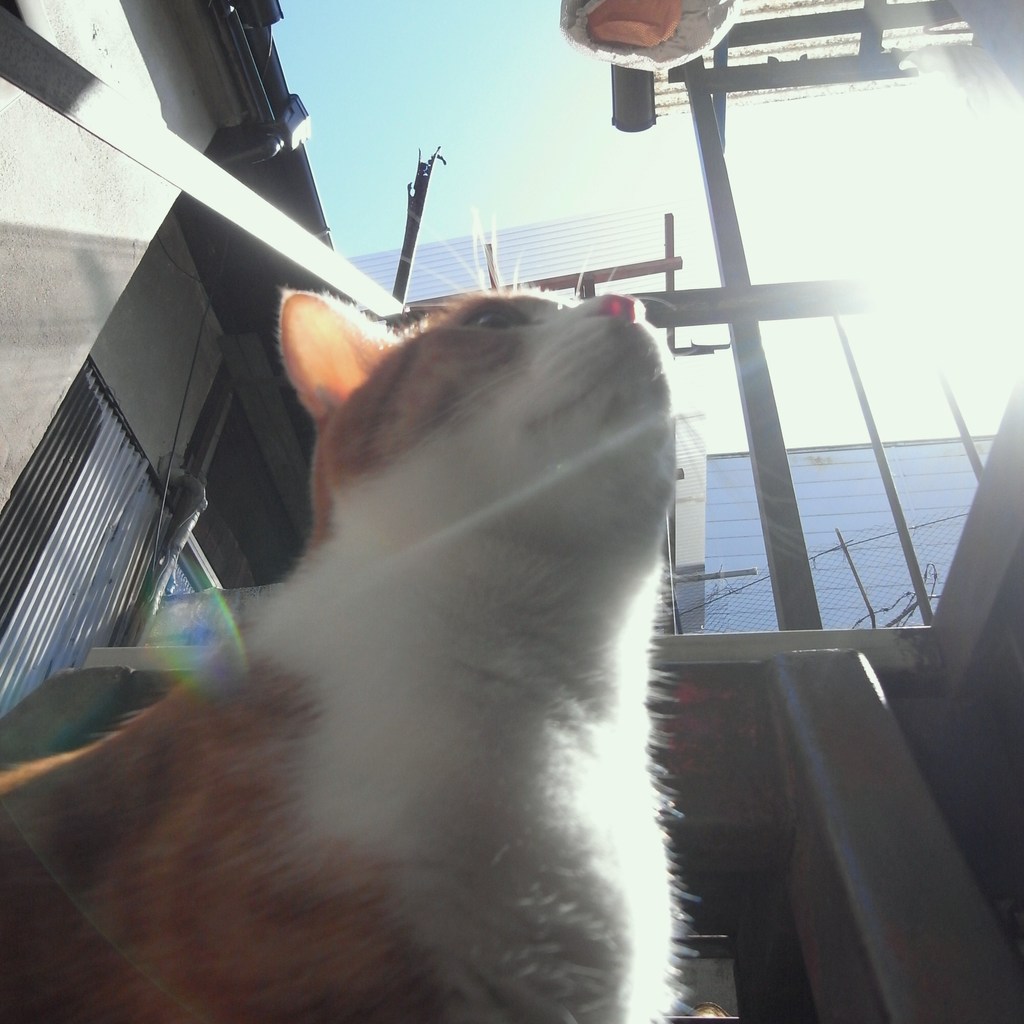 ひなたぼっこ