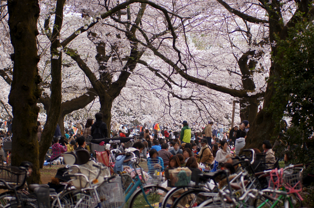 小金井公園異常アリ