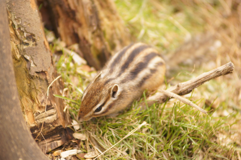 シマリス2　町田リス園