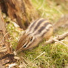 シマリス2　町田リス園