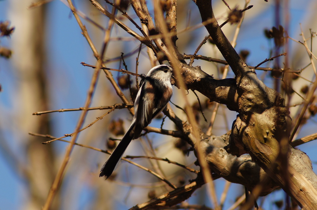 野鳥を撮ったけれど名前がわからない1