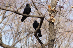 【続報】カラスもデレた２【小金井公園】