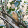 ガビチョウ　薬師池