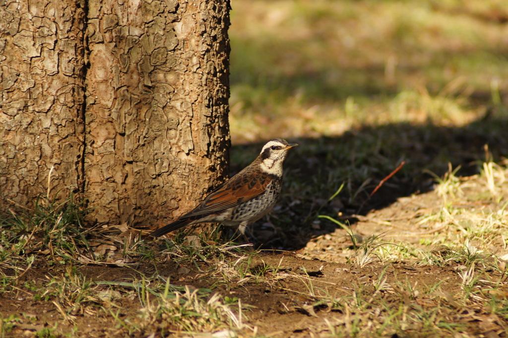 野鳥を撮ったけれど名前がわからない2