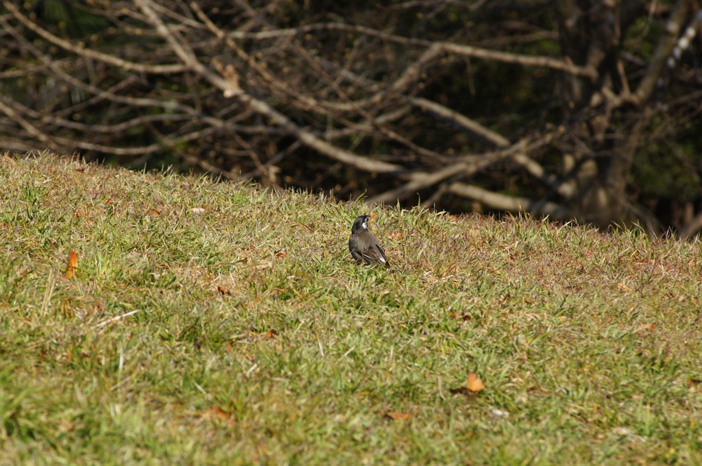 野鳥を撮ったけれど名前がわからない３　小金井公園