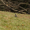 野鳥を撮ったけれど名前がわからない３　小金井公園