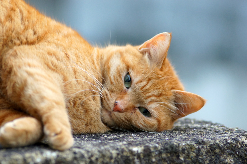 近所の猫