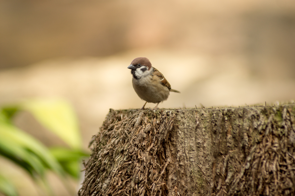 孤高の野鳥