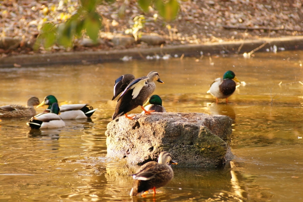 小金井公園　マガモ？