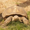 ケズメリクガメ　町田リス園