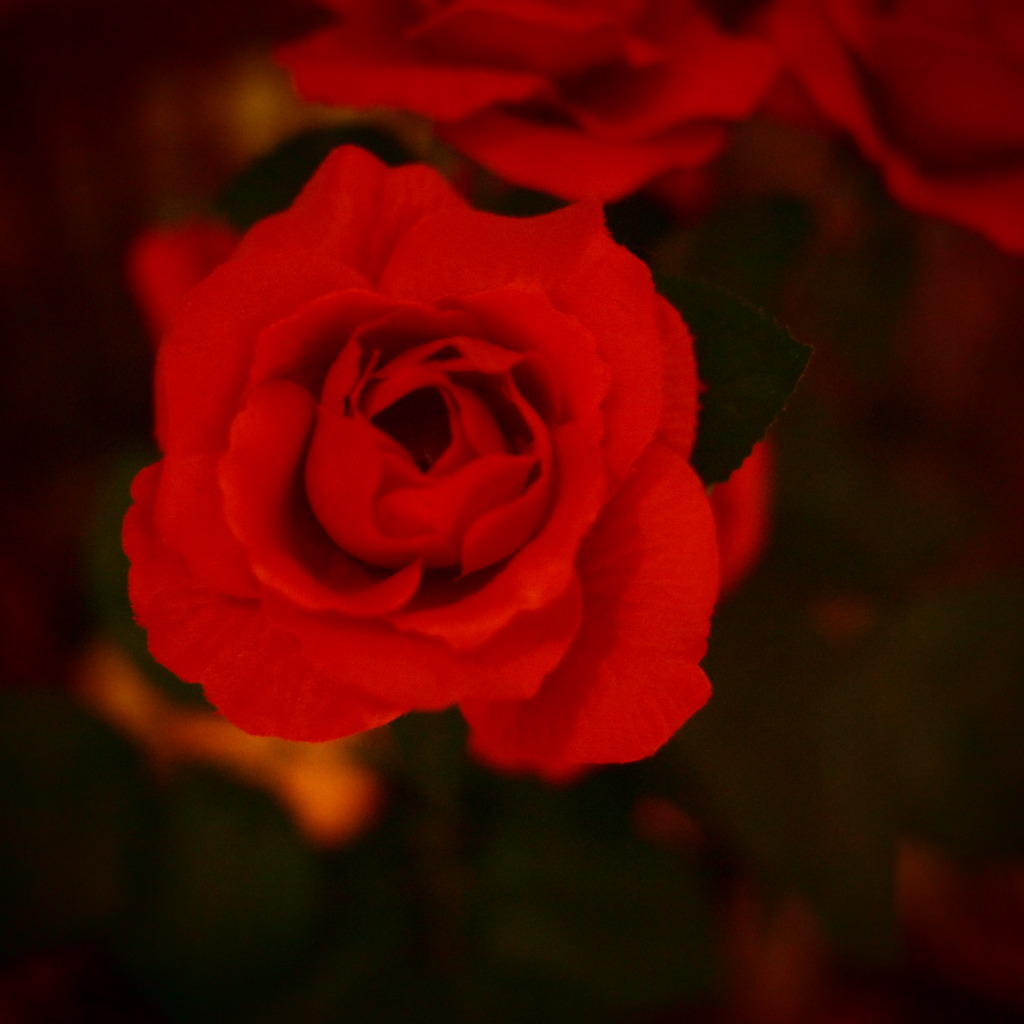 薔薇