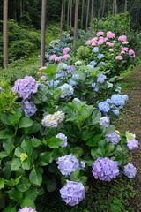 アジサイの小道