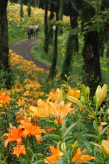 ユリの咲く小道