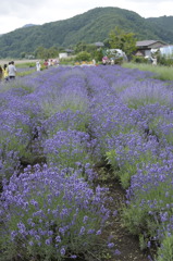 ラベンダー畑