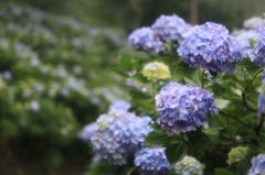 雨で輝く紫陽花
