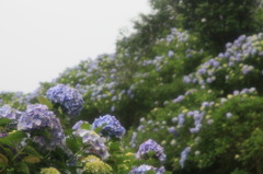 ２０万株の紫陽花