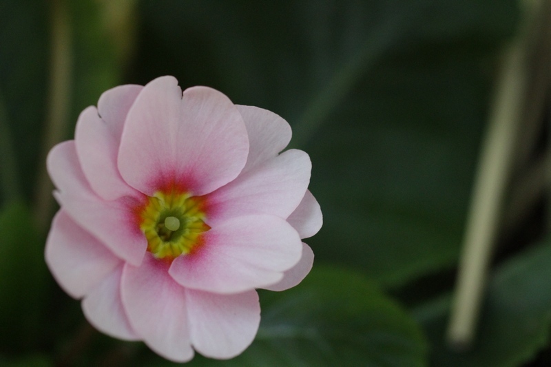 庭の花１