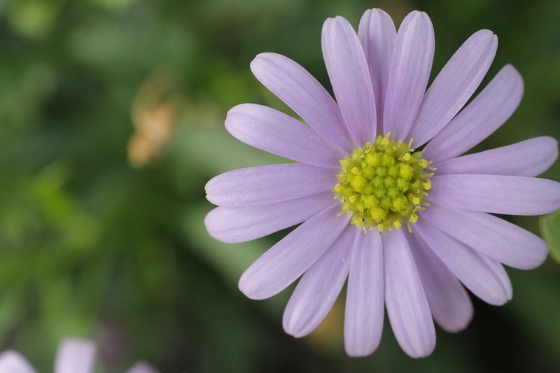 庭の花２