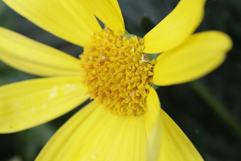 庭の花３