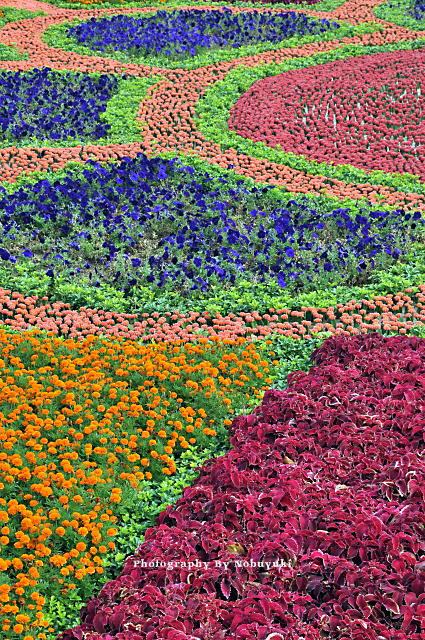 ソウルの花たち