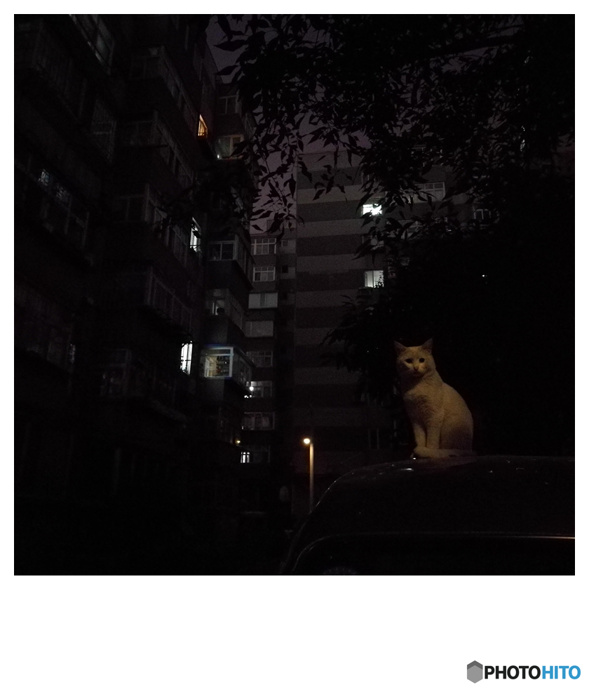 夜行性