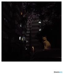 夜行性
