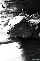 友達のペット　L(゜□゜_)