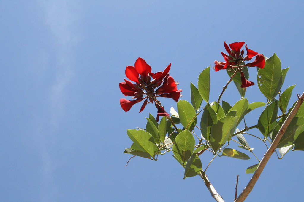 花と空　
