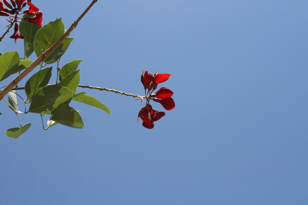 花と空　