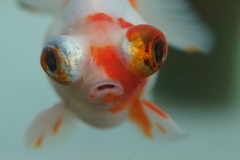 目出度い金魚