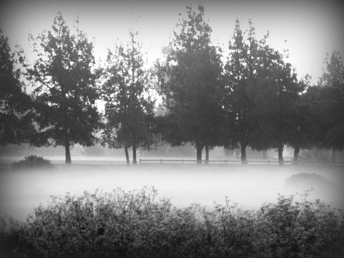 misty morning