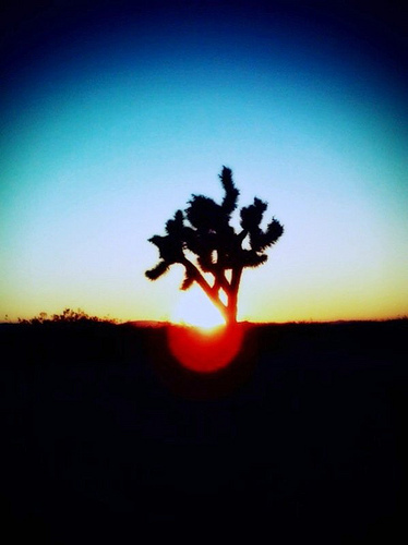 Joshua Tree