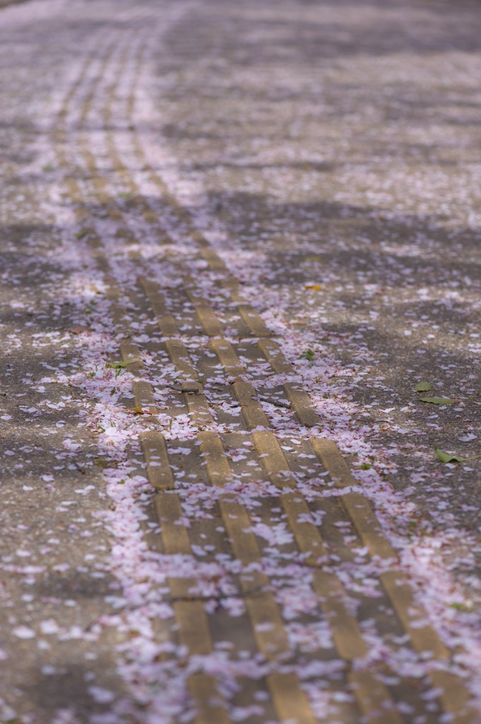 風の創る路