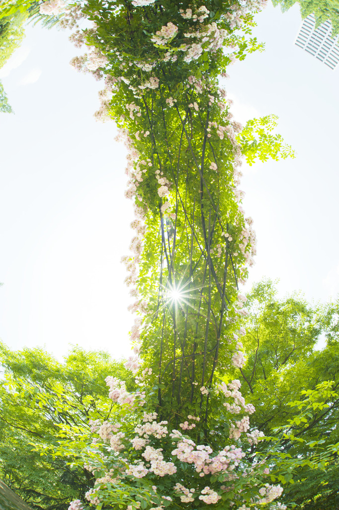 初夏のアーチ