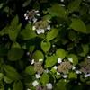2010紫陽花_005