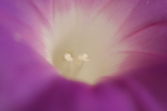 あさがお　ぱーとツウ