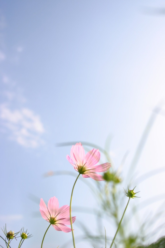 cosmos