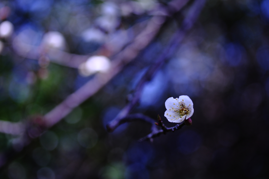 梅、一輪