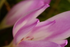 名も知らぬ花