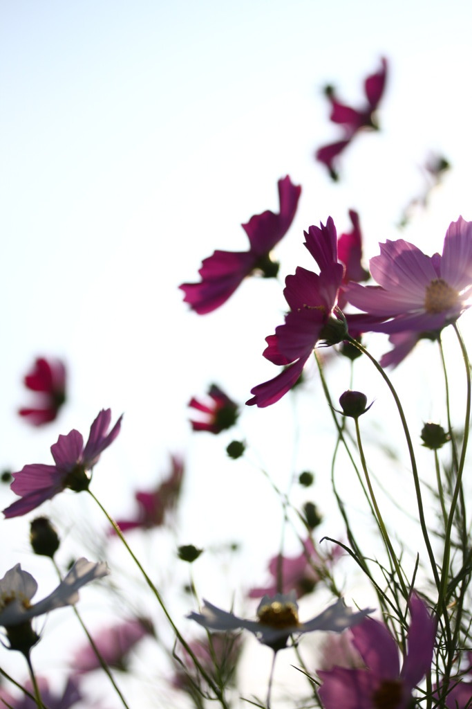 cosmos of waft
