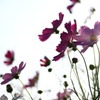 cosmos of waft