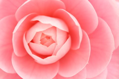 Camellia