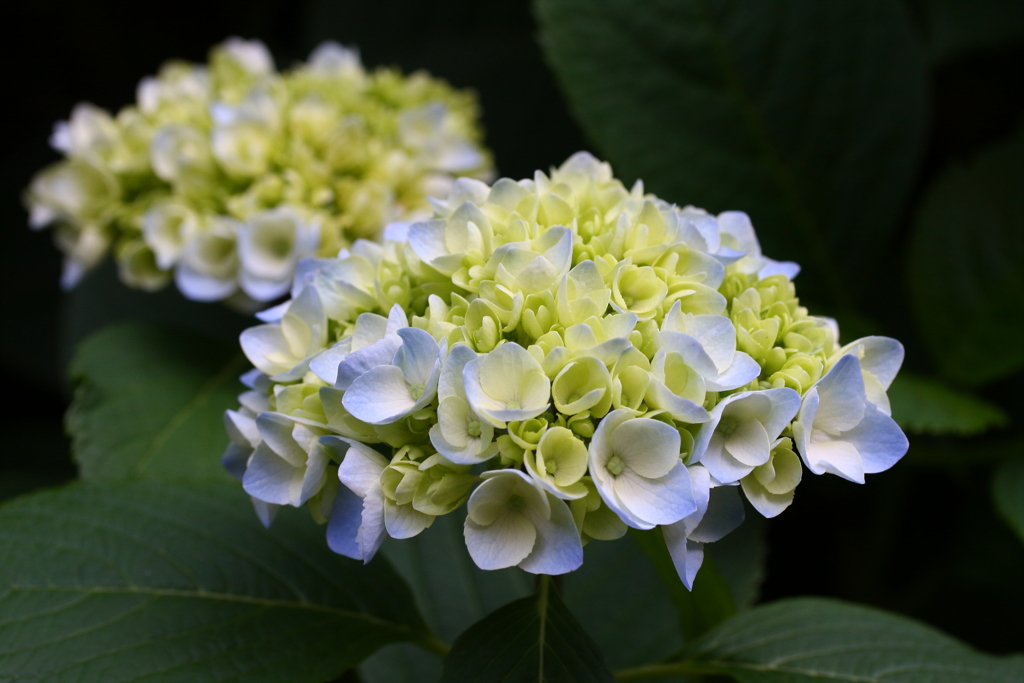 紫陽花が咲き始めました